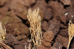 Phaeoclavulina ochracea