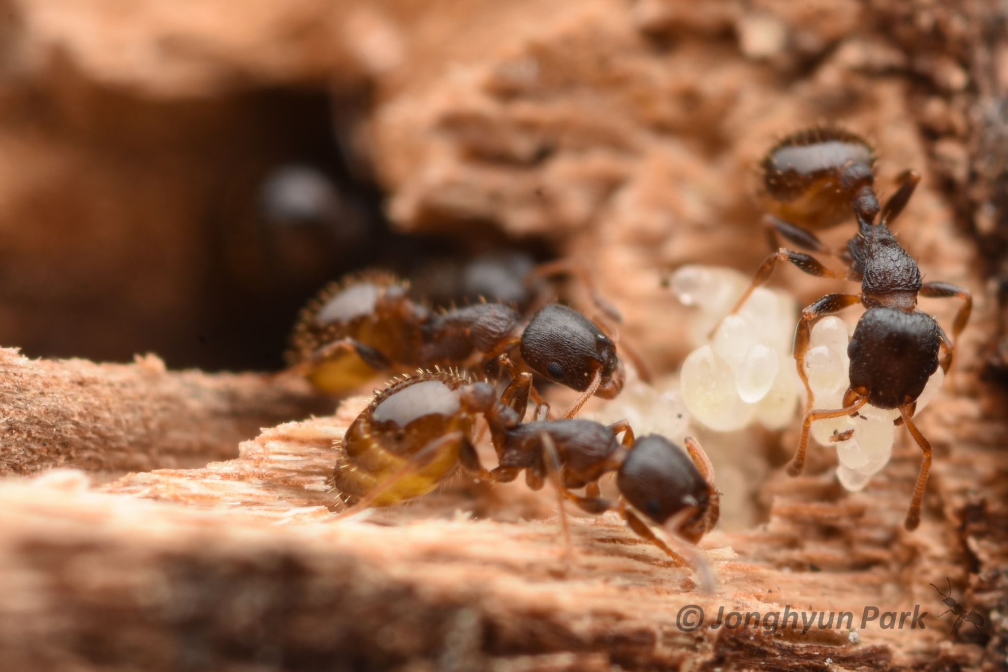 Temnothorax wui
