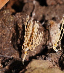 Phaeoclavulina ochracea