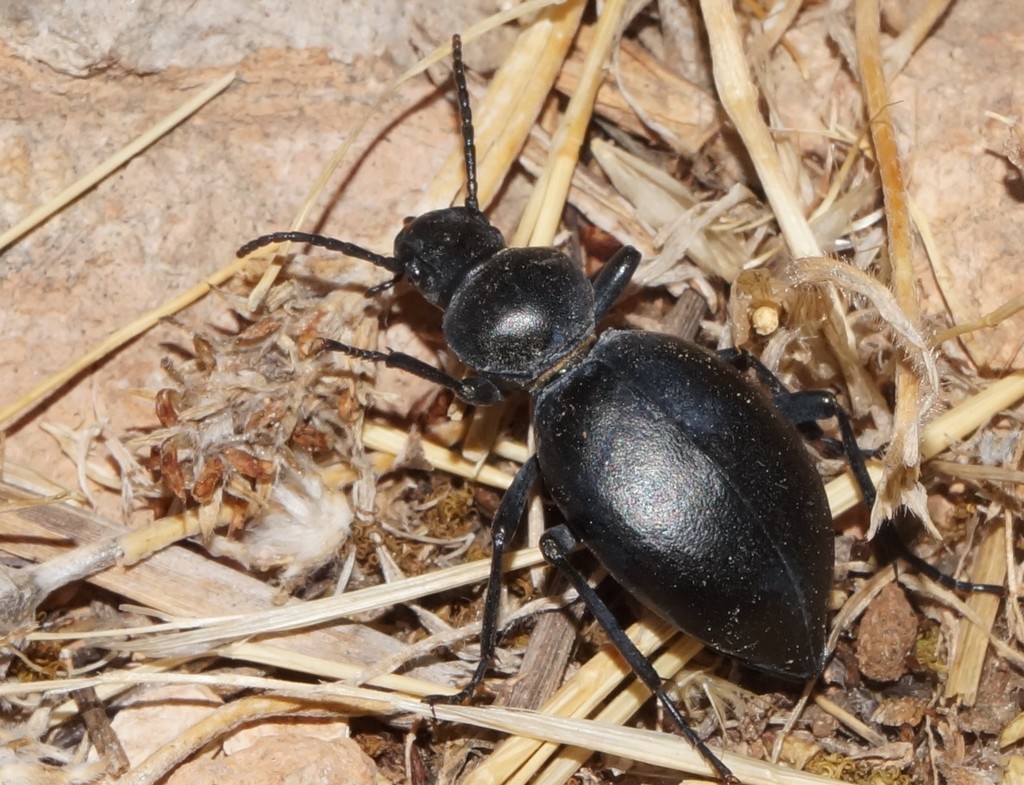 Tentyria