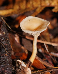 Singerocybe clitocyboides
