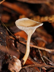 Singerocybe clitocyboides
