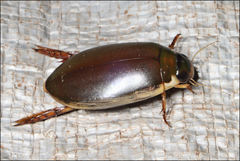 Onychohydrus scutellaris