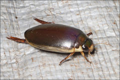 Onychohydrus scutellaris