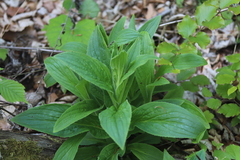 Digitalis grandiflora