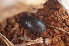 Zophosis punctata
