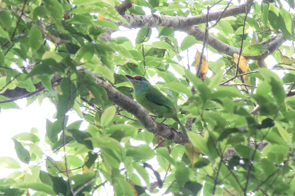Turquoise-throated Barbet photo