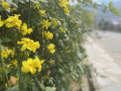 Magnoliopsida