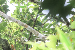 Psilopogon chersonesus