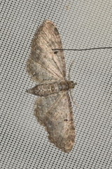 Eupithecia vulgata