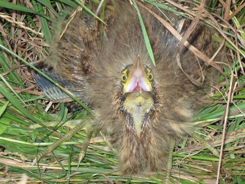 American Bittern (Botaurus lentiginosus), a species recorded in Delaware