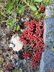 Sedum album