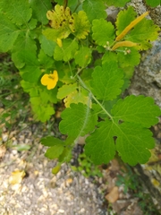 Chelidonium majus