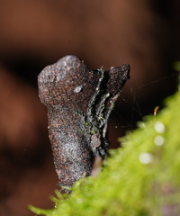Xylaria castorea
