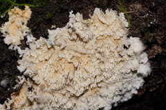 Cerrena zonata
