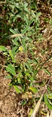Phlomis viscosa