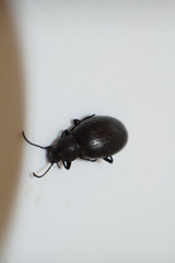 Euboeus tentyrioides