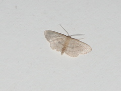 Scopula hypochra