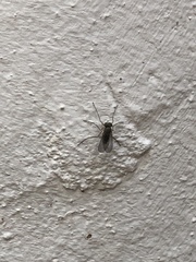 Insecta