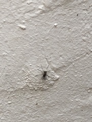 Insecta