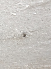 Insecta
