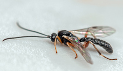 Oxyrrhexis carbonator