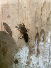Neocurtilla