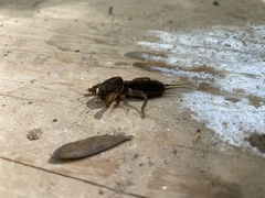 Neocurtilla