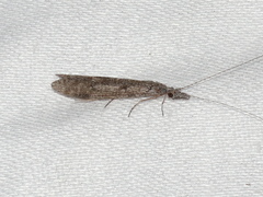 Triplectidinae