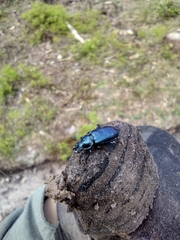 Platycerus caprea