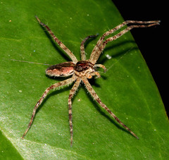 Ornodolomedes