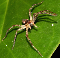 Ornodolomedes