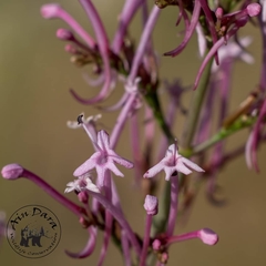 Centranthus longiflorus