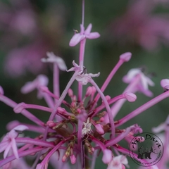 Centranthus longiflorus