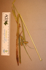 Carex gynandra