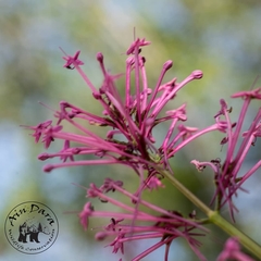 Centranthus longiflorus