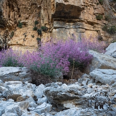 Centranthus longiflorus