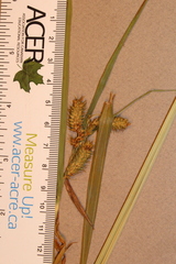 Carex gynandra