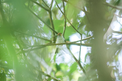 Phylloscopus castaniceps youngi