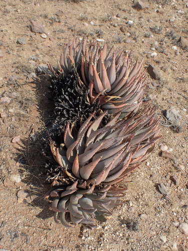 Image of Aloe claviflora by no rights reserved