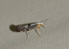 Argyresthia spinosella