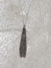 Triplectidinae