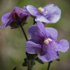 Nemesia caerulea