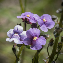 Nemesia caerulea