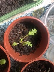 Brassica oleracea