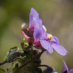 Nemesia caerulea