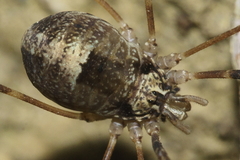 Forsteropsalis inconstans