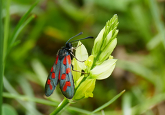 Zygaena oxytropis