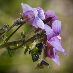 Nemesia caerulea
