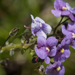 Nemesia caerulea